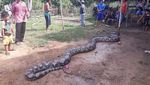Foto: Anak-anak Dibiarkan Dekati Piton Raksasa di Sumsel