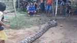 Ini Ular Piton Raksasa Gembul 8 Meter yang Ditemukan di Sumsel