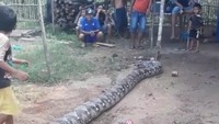 Kepala BKSDA Sumatera Selatan, Genman P Hasibuan menduga ular tersebut baru selesai makan karena gerakannya melambat. Genman mengatakan melihat ukuran ular tersebut mampu memangsa manusia bahkan satu ekor kerbau.