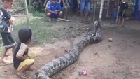 Ular piton raksasa 8 meter itu ditemukan di Desa Sungai Limpah, Kecamatan Talang Ubi, Kabupaten Panukal Abab Lematang Ilir (Pali), Sumatera Selatan. Warga yang memvideokan ular tersebut, Husni Awan, mengatakan ular piton raksasa itu ditemukan pada Kamis (17/5).