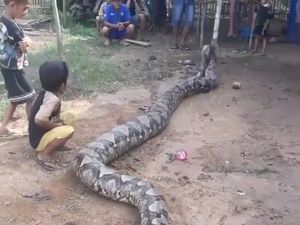 Ular Piton Raksasa Sepanjang 8 Meter Bikin Geger Warga Sumsel