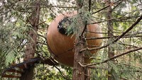 Foto: Kamar ini terinspirasi dari kapal yang berlayar, terombang-ambing di lautan. Maka kamar hotelnya dibuat seperti terombang-ambing di tengah hutan, digantung di ketinggian 4,5 m (freespiritspheres/Instagram)