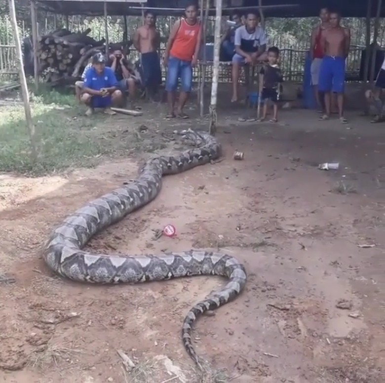 Lepas, Ular Piton 8 Meter Kok Hanya Diikat? Lepas, Ular Piton 8 Meter Kok Hanya Diikat?