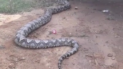 Ini Ular Piton Raksasa Gembul 8 Meter yang Ditemukan di Sumsel