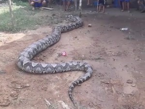 Lepas, Ular Piton 8 Meter Kok Hanya Diikat?