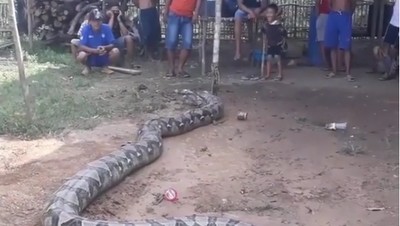 Foto: Waspada, Ular Piton Raksasa di Sumsel Lepas dari Ikatannya