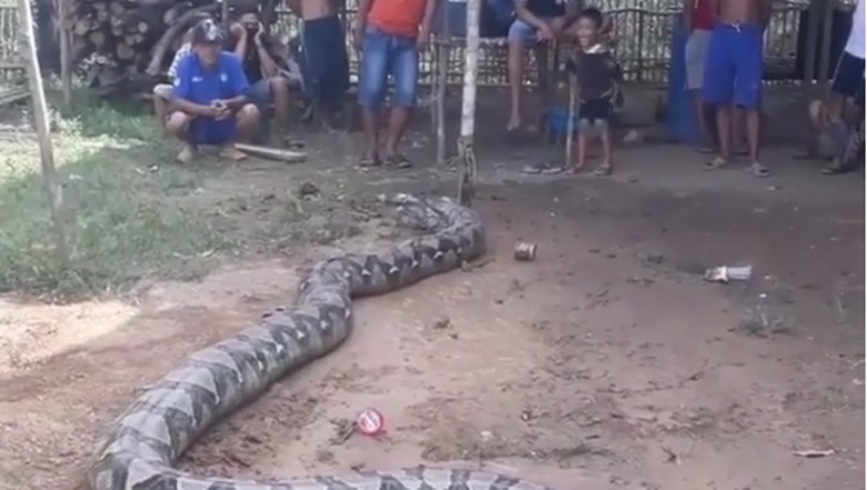 Ular Piton 8 Meter Lepas, Ini Kata BKSDA Sumsel Ular Piton 8 Meter Lepas, Ini Kata BKSDA Sumsel