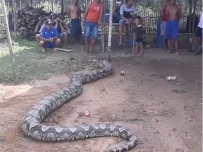 Foto: Waspada, Ular Piton Raksasa di Sumsel Lepas dari Ikatannya