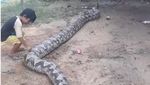 Ini Ular Piton Raksasa Gembul 8 Meter yang Ditemukan di Sumsel