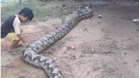 Dari video terlihat ular itu diikat di salah satu tiang di halaman rumah warga. Ular piton raksasa itu menjadi tontonan warga bahkan menjadi mainan anak-anak. Salah seorang anak bahkan terlihat berani mendekat ular piton raksasa tersebut dan beberapa kali mencubit ular tersebut.