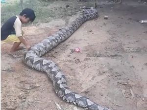 Piton Raksasa yang Ditangkap di Sumsel Lepas, Warga Resah