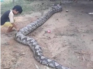 Butuh 4 Orang Tangkap Piton Raksasa 8 Meter di Sumsel