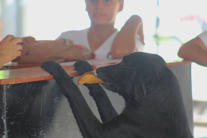 MagazinesPianoQQ | Lihat Aksi Pintar Anjing yang Ganti Uang Pakai Daun untuk Beli Biskuit : 