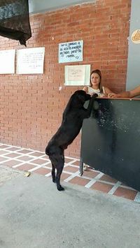 Lihat Aksi Pintar Anjing yang Ganti Uang Pakai Daun untuk Beli Biskuit