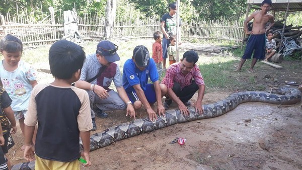 Foto: Anak-anak Dibiarkan Dekati Piton Raksasa di Sumsel