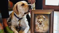 Ketika Nina dan Edgars Labrador menemukan anjingnya Sir Lancelot meninggal tiba-tiba, pemiliknya tidak bisa menerima kematian anjingnya. Maka dari itu mereka memutuskan untuk mencoba dan mengkloning anjing peliharaannya. Setelah menghabiskan US$ 155.000 atau sekitar Rp 2,1 miliaran, anjing kloningan mereka yaitu Sir Lancelot Encore lahir. Anjing kloning pertama di dunia. Diperkirakan anjing ini bernilai hingga US$ 16.000.000 atau sekitar Rp 224 juta. Istimewa.