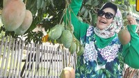 Asyiiik! Lagi panen buah mangga nih. Itu mangganya banyak banget bisa buat dibikin ngerujak atau dibuat jus. Maniiiiiiiis banget, nikmat pokoknya tulis Bunda Hetty. Foto: instagram @hke57