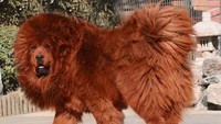 Anjing terbesar di dunia, Mastiff Tibet seperti versi anjing singa yang ganas. Anjing-anjing ini awalnya anjing penjaga, dilatih untuk melindungi ternak diperkirakan bernilai hingga US$ 582.000 atau sekitar Rp 8,1 miliar. Istimewa/101breeds.