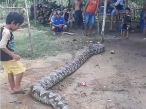 Lepas, Teror Piton Raksasa di Sumsel Berlanjut