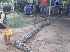 Lepas, Teror Piton Raksasa di Sumsel Berlanjut