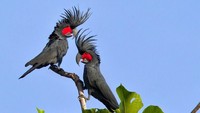 Juga dikenal sebagai Goliath Cuckatoo, burung ini dikenal dengan lambangnya yang indah, paruhnya yang panjang, dan bercak pipi merahnya yang berubah warna membuat burung ini tampak unik. Burung yang diperkirakan bernilai hingga US$ 16.000 atau setara Rp 224 juta ini Berasal dari Papua New Guinea. Istimewa/Icytales.