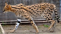 Kucing Savana memiliki tubuh yang tinggi, langsing, mungil dan tidak seperti kucing lainnya. Kucing Savanah diperkirakan bernilai US$ 12.000 atau setara Rp 168 juta. Istimewa/imgur.