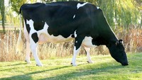 Missy Missy termasuk jenis sapi Holstein diperkirakan bernilai hingga US$ 1.200.000 atau sekitar Rp 16,8 miliar. Keunggulannya? dia menghasilkan 50% lebih banyak susu daripada rata-rata sapi. Istimewa/Strongestinworld.