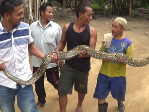 Lilit Ayam, Ular Piton 3,5 Meter Ditangkap Warga Jambi