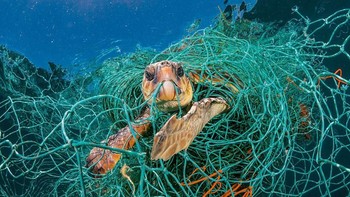 “Hal yang paling menyedihkan adalah, mereka memakan plastik dan mengira itu adalah makanan,” kata Matthew Savoca, ahli biologi kelautan National Oceanic and Atmospheric Administration (NOAA) kepada National Geographic. (Foto: National Geographic)