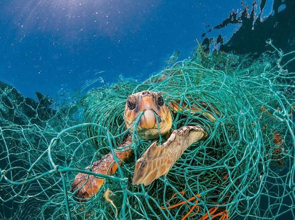Potret Mengerikan Alam Tercemar Sampah Plastik