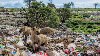 Selama 130 tahun, National Geographic telah mendokumentasikan kisah-kisah planet bumi, memberikan penonton di seluruh dunia dengan jendela ke dalam keindahan bumi yang menakjubkan serta ancaman yang dihadapinya, Gary E. Knell, CEO National Geographic Partners. (Foto: National Geographic)