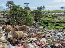 Potret Mengerikan Alam Tercemar Sampah Plastik