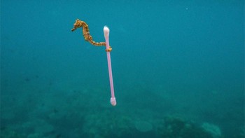 Salah satu foto paling fenomenal yang memperlihatkan kuda laut membawa sampah cutton bud ini. (Foto: National Geographic)