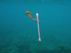 Potret Mengerikan Alam Tercemar Sampah Plastik