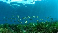 Berada di Laut Mediterenia, Ibiza punya kekayaan laut yang beda, yaitu Padang Posidinia oceanica. Posidinia oceanica merupakan tanaman laut endemik di Laut Mediterenia. Tanaman ini membentuk padang rumput hijau nan cantik di dalam laut. (Santjosep.net Ibiza/ Facebook)
