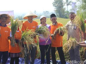 Ikut Panen Raya di Garut, Rini Minta BUMN Serap Gabah Petani