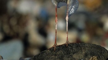 Tujuannya adalah agar masyarakat dapat mengurangi porsi pemakaian platik. Tak hanya ditujukan kepada masyrakat, namun ini juga mengingatkan kepada sejumlah produsen produk-produk yang menggunakan plastik. (Foto: National Geographic)