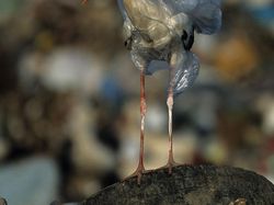 Potret Mengerikan Alam Tercemar Sampah Plastik