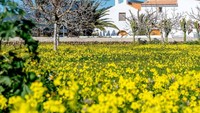 Berkeliling Sant Josep, traveler bisa berjalan kaki, bersepeda, dan jangan lupa berkunjung ke desa-desa cantiknya yang memiliki gereja berwarna putih. (Santjosep.net Ibiza/ Facebook)