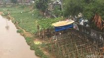 Deg-degan Menanam Timun Suri di Banjir Kanal Barat