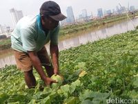 Deg-degan Menanam Timun Suri di Banjir Kanal Barat