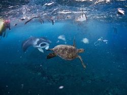 Potret Mengerikan Alam Tercemar Sampah Plastik