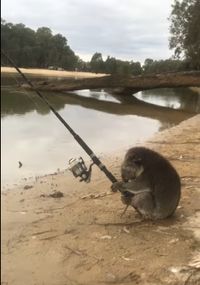 Lucunya Seekor Koala Kedapatan Asyik Memancing Di Tepi Sungai