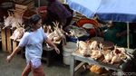 Ramadan, Harga Ayam Potong Terus Meroket