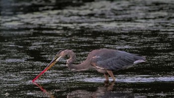 “Bayangkan Anda makan siang dan kemudian malah merasa lemah, lesu, dan lapar sepanjang hari. Itu akan sangat membingungkan.” tambahnya. (Foto: National Geographic)