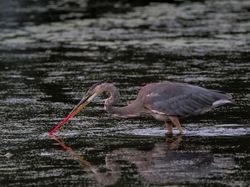 Potret Mengerikan Alam Tercemar Sampah Plastik