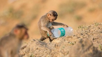 Pada deretan foto-foto ini menggambarkan kerusakan akibat sampah plastik setiap tahun bagi lingkungan dan satwa liar tak hanya di laut tapi juga di darat. (Foto: National Geographic)