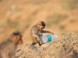 Potret Mengerikan Alam Tercemar Sampah Plastik