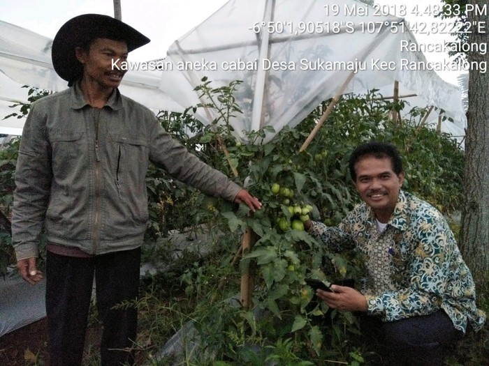 Pakai Teknologi Ini, Petani Cabai Tak Perlu Khawatir Saat Hujan