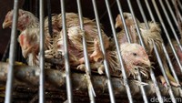 Ayam potong dijual di Pasar Kebayoran Lama, Jakarta Selatan, Senin (21/5/2018).